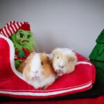 Cute Ballycastle guinea pigs wish everyone a happy 2022