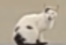 Is it a cat? Is it a dog?