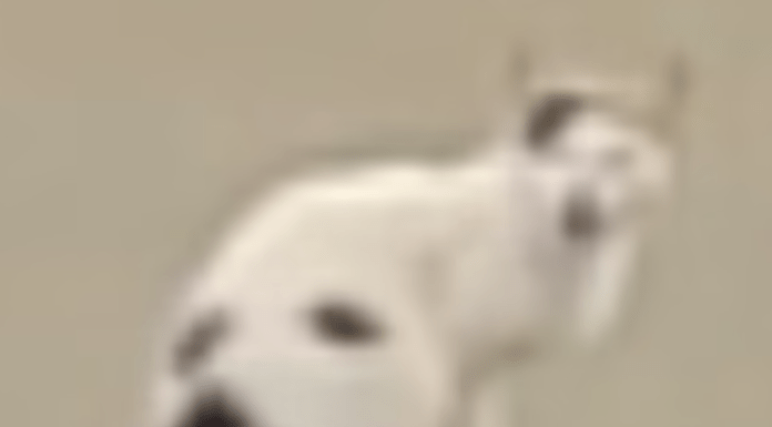 Is it a cat? Is it a dog?