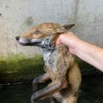 Fox rescued from water tank in Dunmurry by USPCA
