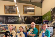 Eight-week old puppies abandoned in field in South Armagh