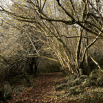 Free winter walks for all the family