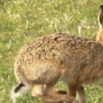 Three men ‘cautioned’ in relation to alleged hare coursing near Ballymena