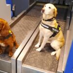 Luggage searches to combat money laundering carried out at Belfast International Airport