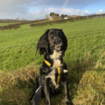 Can you give Mo a home this St ‘Pawtrick’s’ Day?