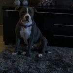 Woman attacked and dog stolen in Dunmurry