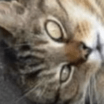 Cameron’s car park cat Derek dies